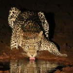 Foxy_Fox_Madikwe_Leopard