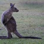 Foxy_Fox_Sydney_Kangaroo2