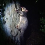 Foxy_Fox_Sydney_Possum
